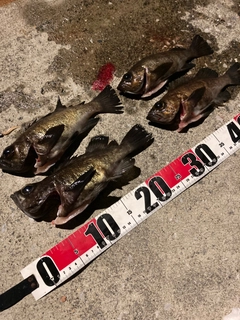 メバルの釣果