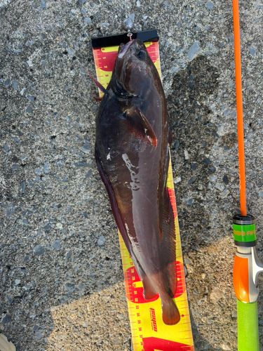 エゾイソアイナメの釣果