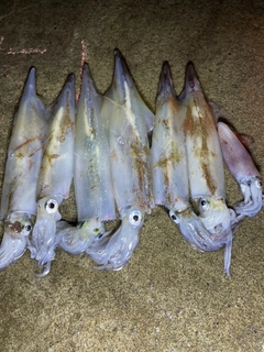 ヤリイカの釣果