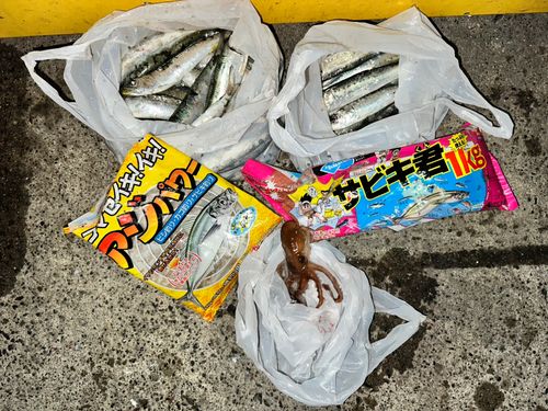 イワシの釣果