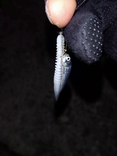 バラマンディの釣果