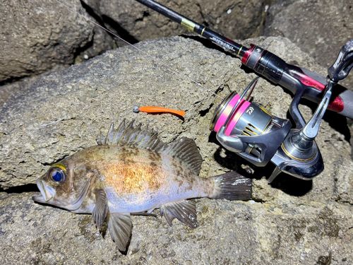 メバルの釣果