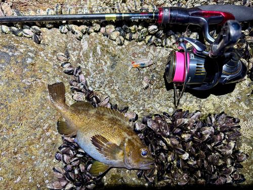 エゾメバルの釣果