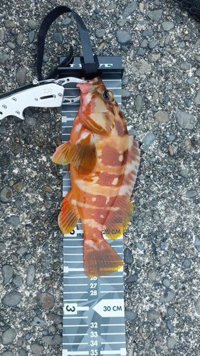アカハタの釣果
