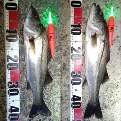 フッコ（マルスズキ）の釣果