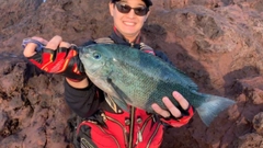 クチブトグレの釣果