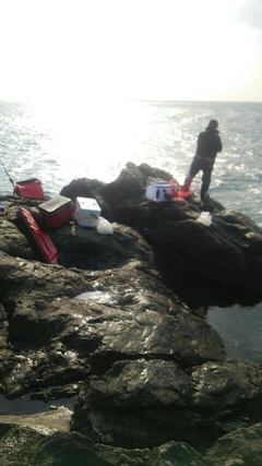 クチブトグレの釣果