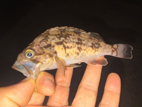 ソイの釣果