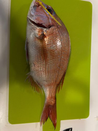 タイの釣果