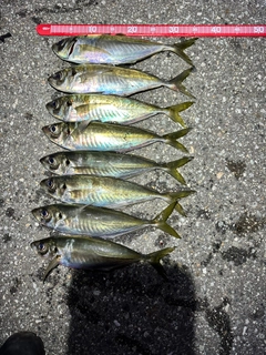 マアジの釣果
