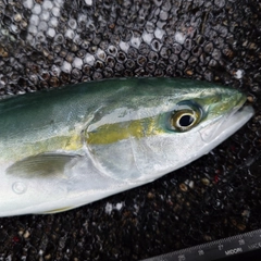 ツバイソの釣果