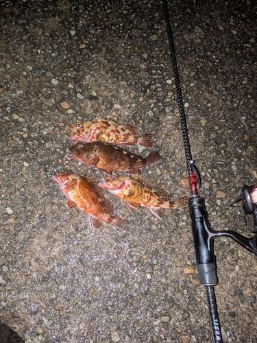 ガシラの釣果