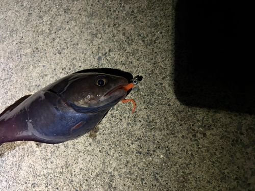 ドンコの釣果