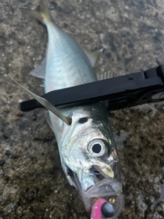マアジの釣果