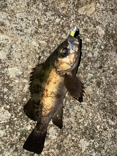 クロメバルの釣果