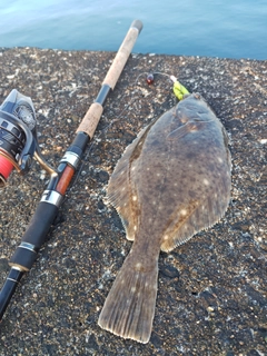 イシガレイの釣果