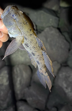 ハゼの釣果