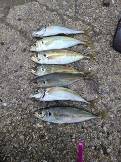 アジの釣果