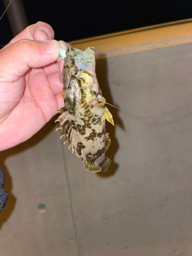タケノコメバルの釣果