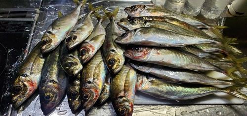アジの釣果