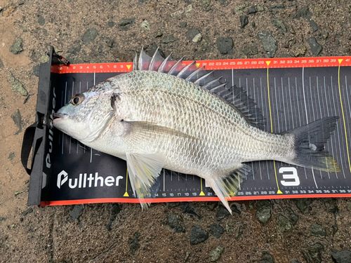キビレの釣果