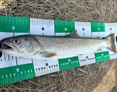 アメマスの釣果