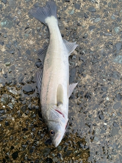 セイゴ（マルスズキ）の釣果