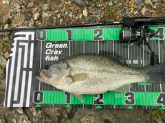 ブラックバスの釣果