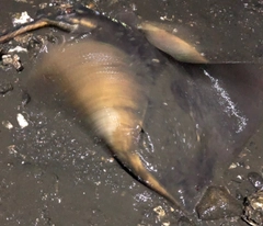 アカエイの釣果