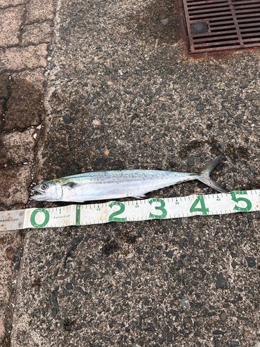 サゴシの釣果
