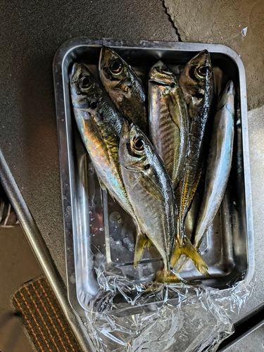 マアジの釣果