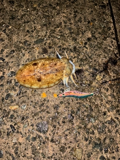 コウイカの釣果