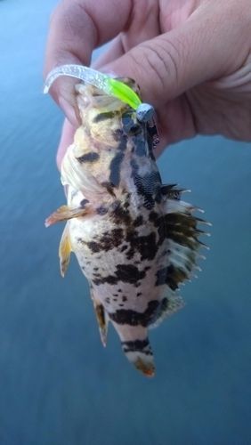 タケノコメバルの釣果