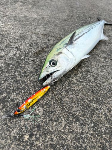サゴシの釣果