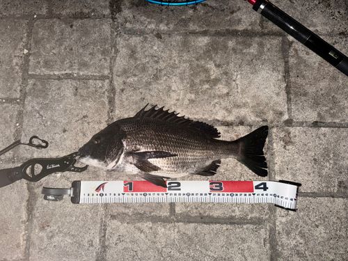 クロダイの釣果