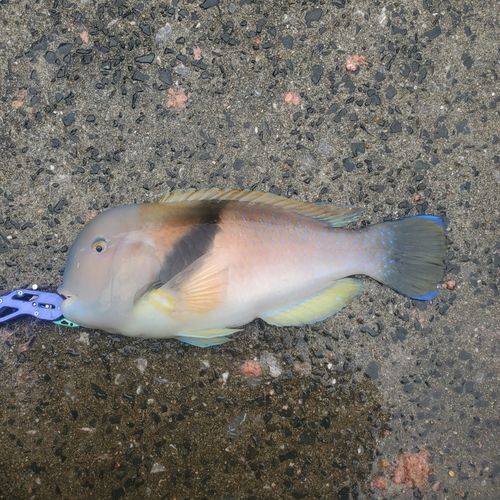 イラの釣果