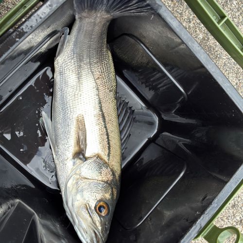 スズキの釣果