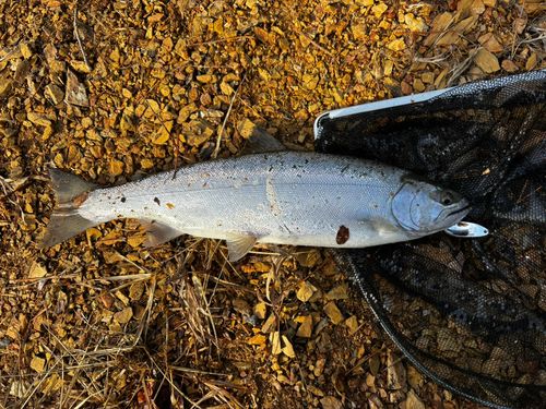 サクラマスの釣果