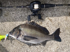 チヌの釣果