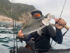 ヒラスズキの釣果