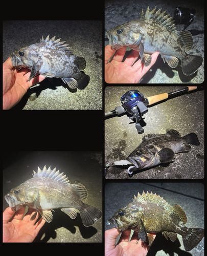 クロソイの釣果