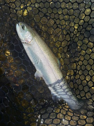 ニジマスの釣果