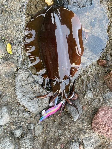 アオリイカの釣果