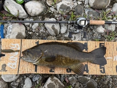 スモールマウスバスの釣果