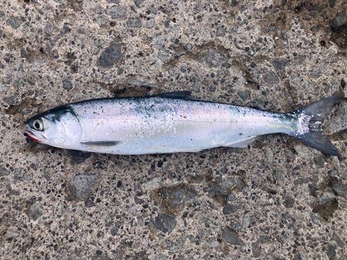 サクラマスの釣果