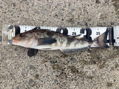 ホッケの釣果