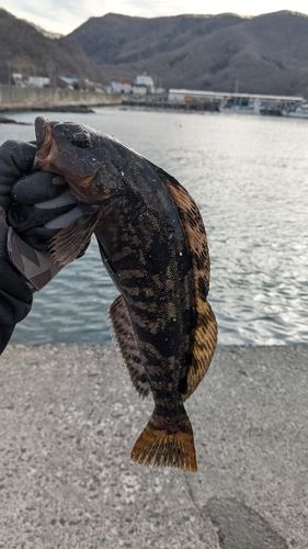 アイナメの釣果