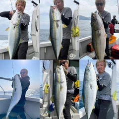 ブリの釣果