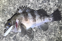 メバルの釣果