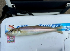 キスの釣果